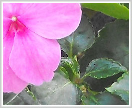 Detalhe de flor, recorte tamanho natural, foto no ângulo largo da lente da Fuji S1000fd