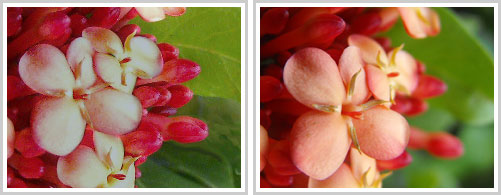 Duas fotos de flores em jardim, a primeira é toda nítida, a segunda apresenta fundo desfocado