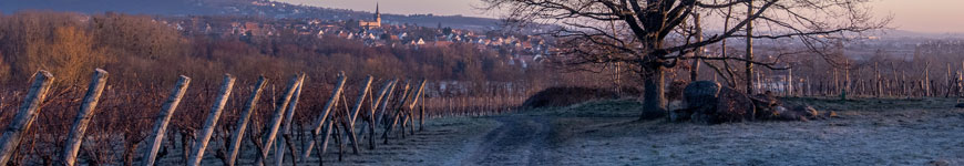 Foto de Darko Rohr